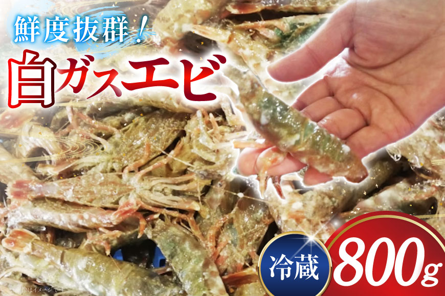 極上激甘！白ガスエビ 冷蔵 800g [小川水産 石川県 志賀町 CM6003] ガスエビ ガス海老 がすえび クロザコエビ