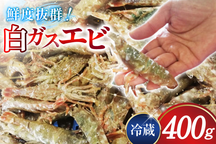 極上激甘！白ガスエビ 冷蔵 400g [小川水産 石川県 志賀町 CM6004] ガスエビ ガス海老 がすえび クロザコエビ