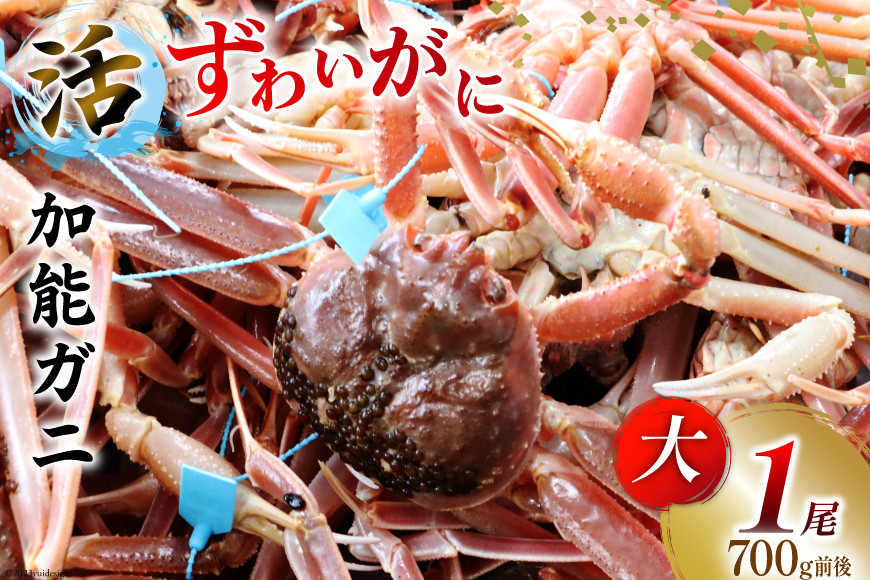 【能登半島 漁協直送！】活 加能ガニ 1尾(大サイズ)計 700g 前後[JF西海 石川県 志賀町 AM4225] 蟹 カニ かに ズワイガニ