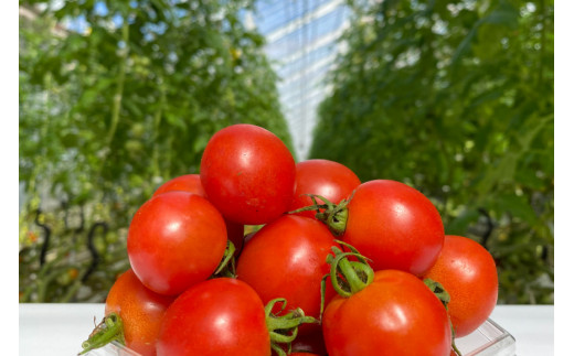 【 訳あり 】 志宝トマト シンディスイート 中玉 1.2kg [モアショップヤマモト 石川県 宝達志水町 38600593] 不揃い 規格外 野菜 トマト とまと 石川県産