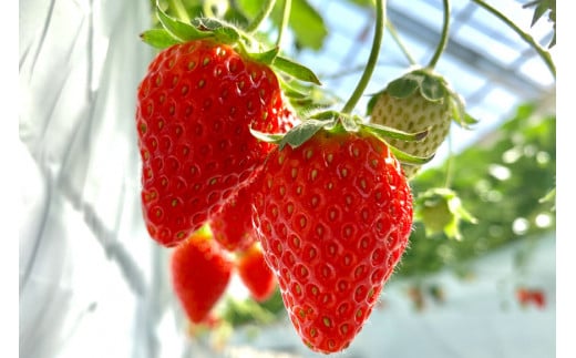 ジャム3点セット（志宝いちご・志宝いちごバター・いちじく） [モアショップヤマモト 石川県 宝達志水町 38600694] ジャム いちご イチゴ 苺 いちじく セット 砂糖不使用