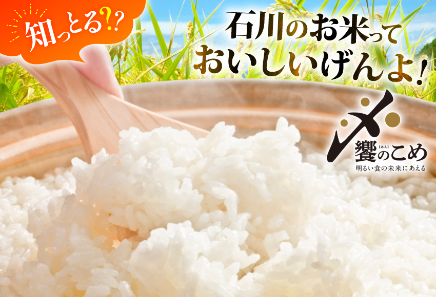米 定期便 石川米こしひかり【穂立】5kg×6回 総計30kg [中橋商事 石川県 宝達志水町 38601131] コシヒカリ お米 コメ 6ヶ月 白米 精米 おこめ こめ 能登 5kg 5キロ