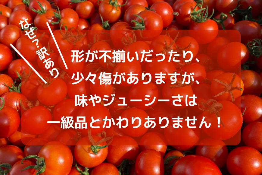 訳あり 野菜 トマト 冷凍志宝トマト（シンディスイート）中玉 1kg [モアショップヤマモト 石川県 宝達志水町 38601219] とまと 中玉 不揃い 規格外 1キロ わけあり 訳アリ 家庭用 やさい tomato