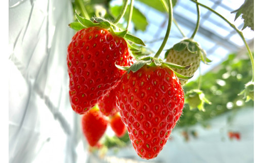 濃厚志宝いちごジャム　3個入り [モアショップヤマモト 石川県 宝達志水町 38600429]