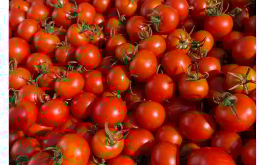 【 訳あり 】 志宝トマト シンディスイート 中玉 1.2kg [モアショップヤマモト 石川県 宝達志水町 38600593] 不揃い 規格外 野菜 トマト とまと 石川県産