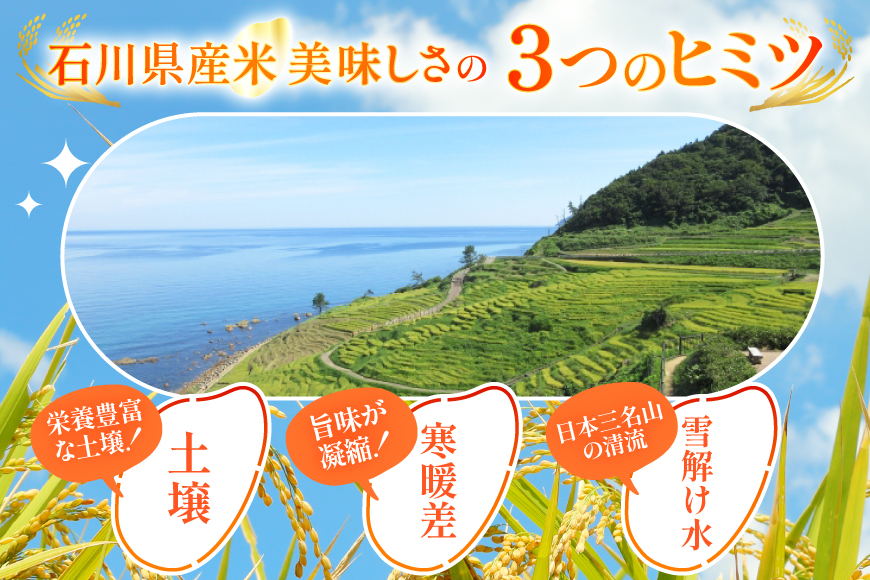 米 定期便 能登米 こしひかり 5kg ×6回 総計 30kg 精米 [中橋商事 石川県 宝達志水町 38601130] 能登 コシヒカリ お米 コメ 6ヶ月 6か月 5キロ 30キロ 白米 おこめ こめ