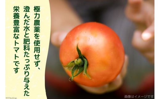 【 訳あり 】志宝トマト 大玉 約 2kg [モアショップヤマモト 石川県 宝達志水町 38601138] トマト とまと 不揃い 規格外 野菜 食品 石川県産