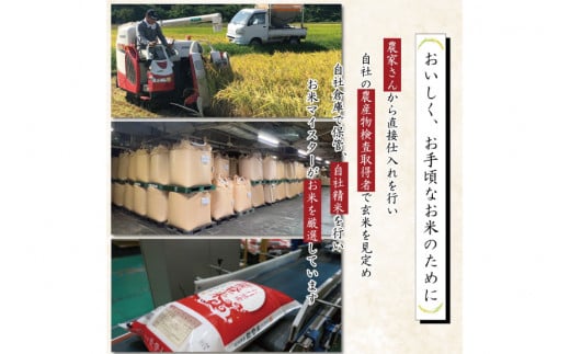 【期間限定発送】 米 令和7年 能登米 こしひかり 精米 10kg ×2袋 計 20kg [中橋商事 石川県 宝達志水町 38601195] お米 白米 ごはん 美味しい コシヒカリ おこめ こめ コメ 20キロ