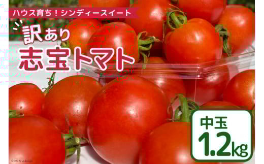 【 訳あり 】 志宝トマト シンディスイート 中玉 1.2kg [モアショップヤマモト 石川県 宝達志水町 38600593] 不揃い 規格外 野菜 トマト とまと 石川県産
