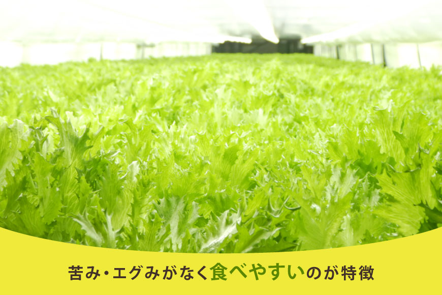 フリルレタス 10袋 セット [バイテックベジタブルファクトリー 石川県 中能登町 27ap0001] 野菜 レタス 葉物 葉物野菜 水耕栽培