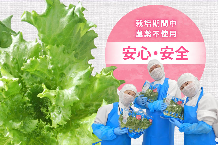 フリルレタス 10袋 セット [バイテックベジタブルファクトリー 石川県 中能登町 27ap0001] 野菜 レタス 葉物 葉物野菜 水耕栽培