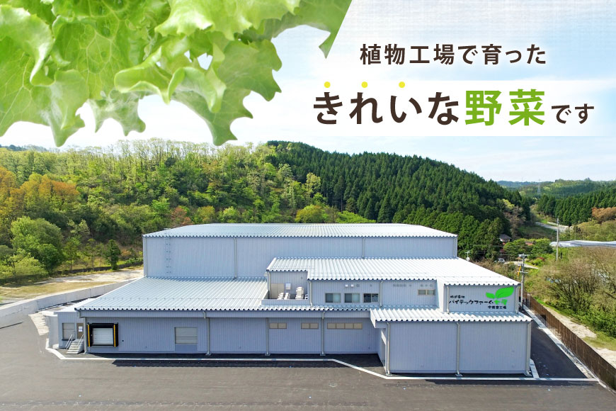 フリルレタス 10袋 セット [バイテックベジタブルファクトリー 石川県 中能登町 27ap0001] 野菜 レタス 葉物 葉物野菜 水耕栽培