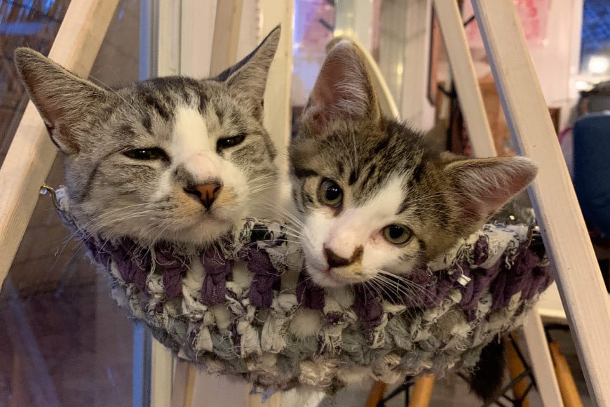 猫 ハンモック ねこいとハンモック 1段タイプ [ねこいとハンモックpama 石川県 中能登町 27ao0013] キャットタワー 木製 キャット タワー 猫ハンモック