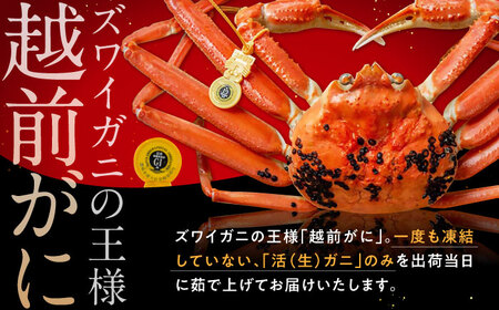 【先行予約/11月7日より順次発送】朝ゆで 越前がに1杯　【1kg】 / ずわいがに 蟹 ズワイガニ 小浜市 / 小浜海産物 【配送不可地域：北海道・沖縄・離島】  [BFAA003]