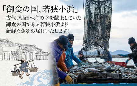 御食の国 若狭小浜より！獲れたて鮮魚BOX｜4～5kg 4～7種  【配送不可地域：北海道、北東北（秋田、青森、岩手）、九州、沖縄、離島】  [BFAA060]