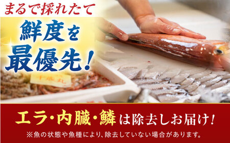 【定期便】 【全6回(隔月発送)】 【下処理済】 旬の天然鮮魚 2kg おまかせ セット 【加福鮮魚】「若狭小浜港産地直送」！　小浜市 / 加福鮮魚  【配送不可地域：北海道、北東北（秋田、青森、岩手）、九州、沖縄、離島】  [BFBC016]