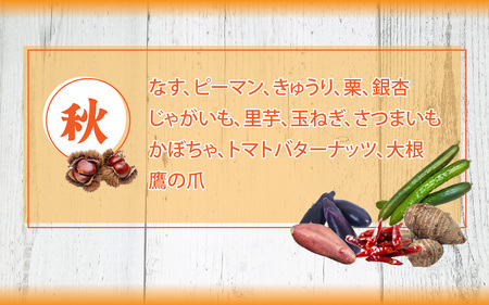 小浜市産 秋冬野菜セット 7品目以上 | 野菜セット 野菜詰め合わせ 旬 新鮮 地産地消 福井 冬野菜  [BFDB001]