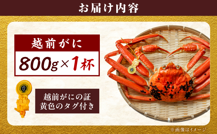【先行予約/11月18日より順次配送】越前がに 800g×1杯 茹で 福井県産ズワイガニ / かに カニ 蟹 越前ガニ ズワイガニ ボイル / 小浜市 / 一進わかさ【配送不可地域：北海道・沖縄・離島】 [BFES005]