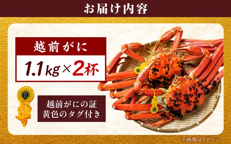 【先行予約/11月18日より順次配送】【訳あり】越前がに 1.1kg×2杯 茹で 福井県産ズワイガニ 脚折れ・欠け / かに カニ 蟹 越前ガニ ズワイガニ ボイル / 小浜市 / 一進わかさ【配送不可地域：北海道・沖縄・離島】 [BFES028]