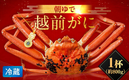 【先行予約/11月7日より順次発送】朝ゆで 越前がに1杯　【800g】 / ずわいがに 蟹 ズワイガニ 小浜市 / 小浜海産物 【配送不可地域：北海道・沖縄・離島】  [BFAA002]