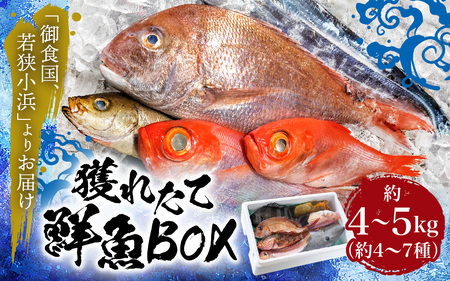 御食の国 若狭小浜より！獲れたて鮮魚BOX｜4～5kg 4～7種  【配送不可地域：北海道、北東北（秋田、青森、岩手）、九州、沖縄、離島】  [BFAA060]