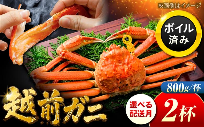 【先行予約/11月7日より順次発送】 【希望月指定可】 越前がに 800ｇ×2杯 / 蟹 ズワイガニ ずわいがに ボイル 冷蔵 小浜市 / まるほ商店 【配送不可地域：北海道・沖縄・離島】[BFCS025]