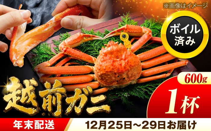 【先行予約/12月25日より順次発送】【年末希望】 越前がに 600ｇ×1杯 ズワイガニ ずわいがに ボイル 冷蔵 小浜市 / まるほ商店 【配送不可地域：北海道・沖縄・離島】[BFCS033]