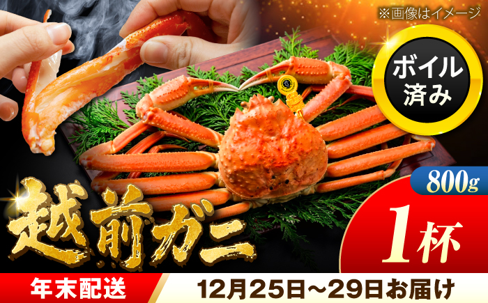 【先行予約/12月25日より順次発送】【年末希望】 越前がに 800ｇ×1杯 ズワイガニ ずわいがに ボイル 冷蔵 小浜市 / まるほ商店 【配送不可地域：北海道・沖縄・離島】[BFCS039]