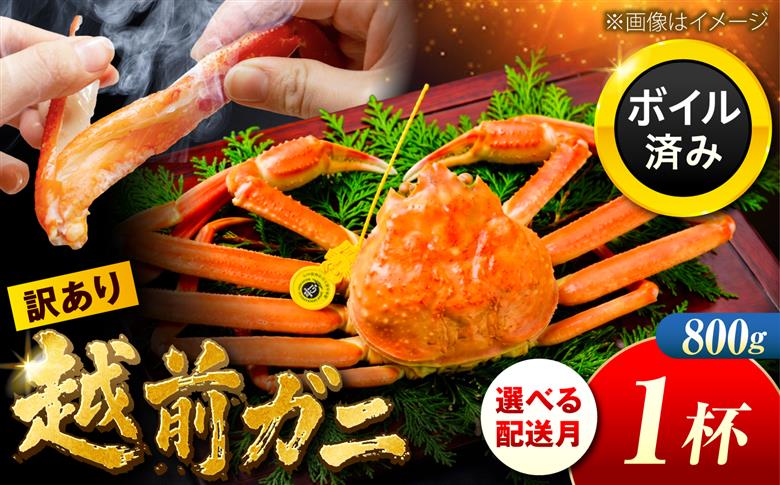 【先行予約/11月7日より順次配送】訳アリ 脚折れあり 越前がに 800ｇ×1ハイ 小浜市 / まるほ商店【配送不可地域：北海道・沖縄・離島】 [BFCS068]