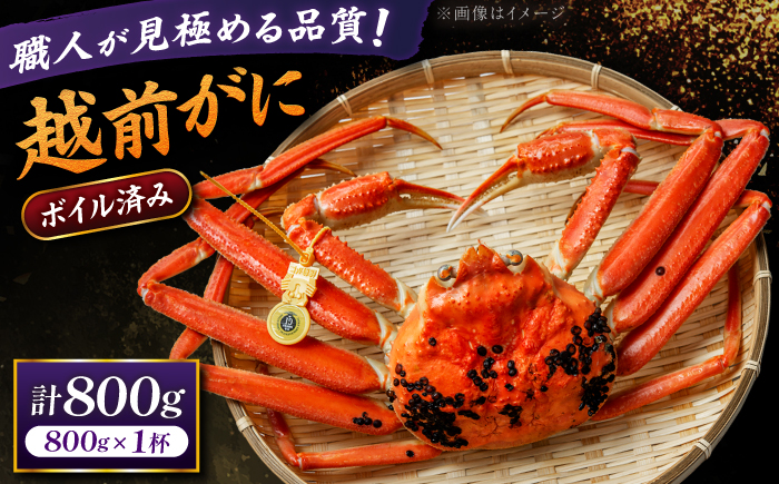 【先行予約/11月18日より順次配送】越前がに 800g×1杯 茹で 福井県産ズワイガニ / かに カニ 蟹 越前ガニ ズワイガニ ボイル / 小浜市 / 一進わかさ【配送不可地域：北海道・沖縄・離島】 [BFES005]
