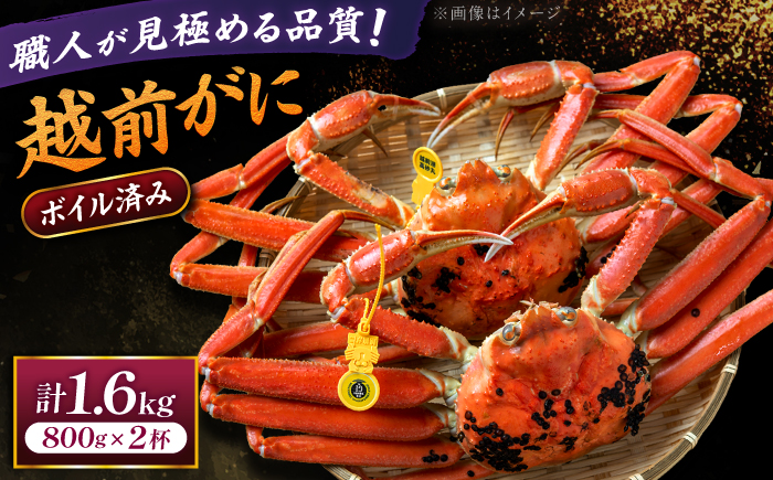 【先行予約/11月18日より順次配送】越前がに 800g×2杯 茹で 福井県産ズワイガニ / かに カニ 蟹 越前ガニ ズワイガニ ボイル / 小浜市 / 一進わかさ【配送不可地域：北海道・沖縄・離島】 [BFES006]