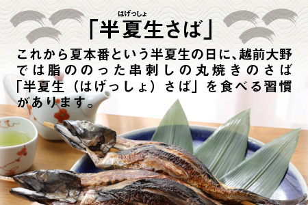 名水の里越前大野の「半夏生さば」1本×2箱[A-011015]