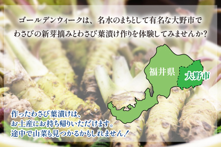 【食事付き】わさび新芽摘みとわさび葉漬け体験（2名様分）[D-006005]