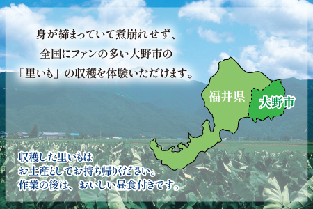 【里いものお土産付き♪】大野の里いも収穫体験と食事（2名様分）[D-006006]