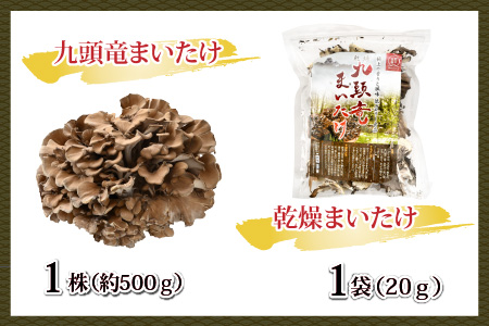 九頭竜まいたけとカレー・ごはんの素など加工品セット(Cセット)[A-038006]