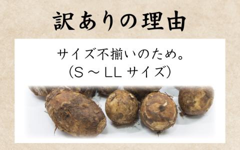 【先行予約】【訳あり】越前大野産 「純ちゃん農園の里芋3kg」サイズS～LL寸【10月下旬より順次発送】