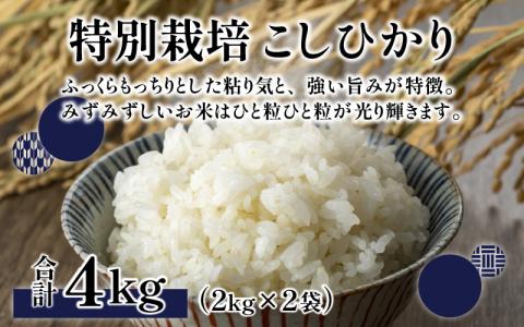 【令和7年産 新米】ベストファーマー ほたるの里 特別栽培こしひかり 4kg（2kg × 2袋） ＋ かぐらもち米 1.4kg 化学肥料不使用 農薬70％以上カット [A-002002]