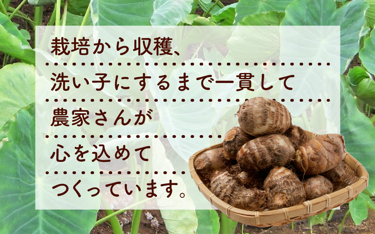 【令和7年産 収穫開始！】皮むきいらず、煮っ転がしに最適！上庄の里芋の洗い子【冷蔵】2kg [A-001082]