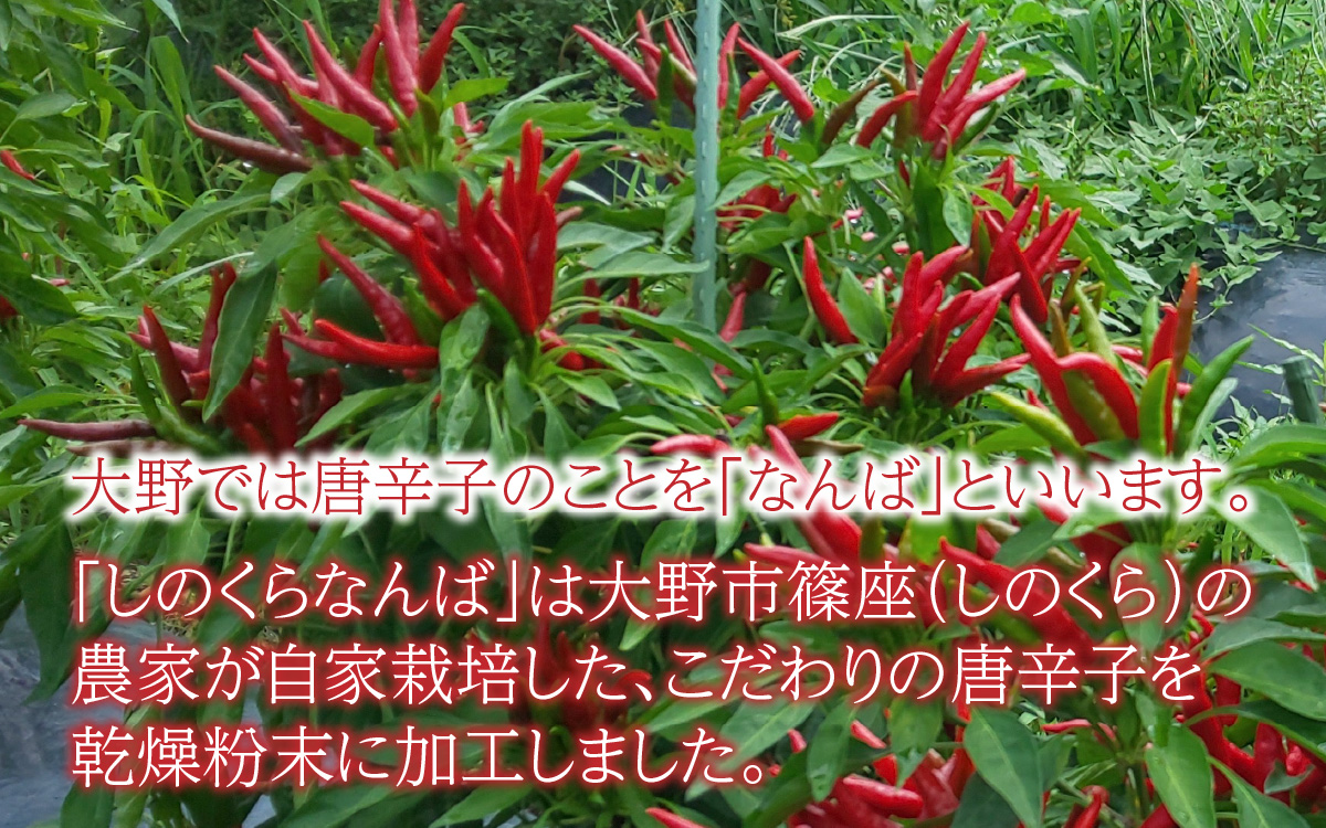 【道の駅人気商品】しのくらなんば３本セット