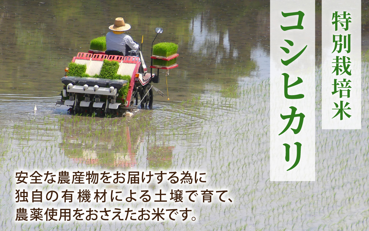 【4ヶ月定期便】【令和7年産 新米】福井県認証の特別栽培米 コシヒカリ  5kg×4回（計20kg））