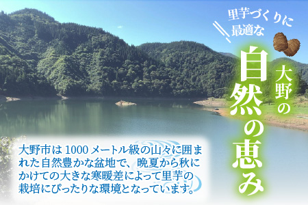 【今期最後の受付！～2023年3月31日まで】日本の美味い里芋！秋の味覚 上庄里芋 3kg【発送は～4月7日で終了】[A-001047]