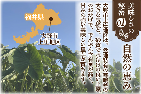 【先行予約】【10月発送分】上庄さといも 10kg 減農薬・減化学肥料の特別栽培里芋 農家直送