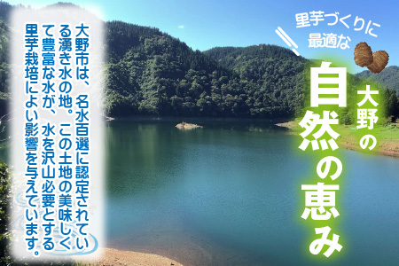 越前大野里芋 3kg ねっとりうまい煮崩れしない！