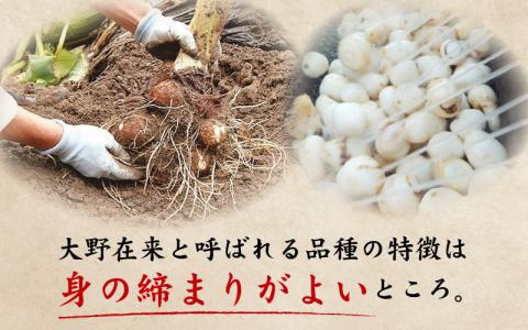 【先行予約】越前大野産 「純ちゃん農園の里芋 5kg」サイズL寸【10月下旬より順次発送】