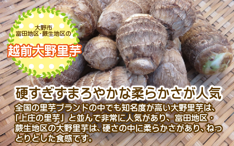 訳あり！越前大野里芋　5kg【土付】