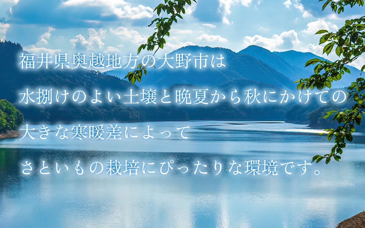 【令和7年産 収穫開始！】越前大野の里芋の洗い子【冷蔵】2kg【11月より順次発送】 ｜ 里芋 里いも さといも[A-001080]