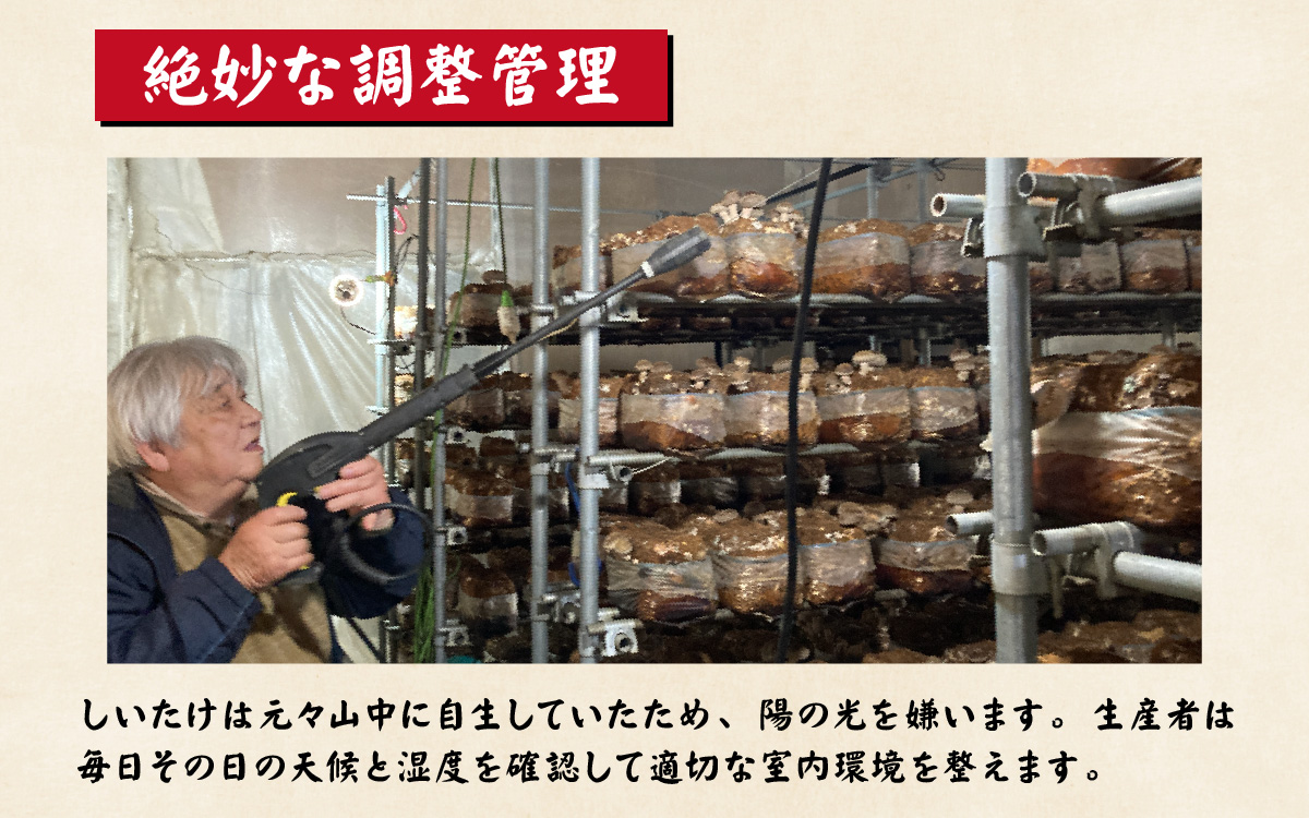 菌床肉厚しいたけ（福井県大野市産）500g[A-003018]