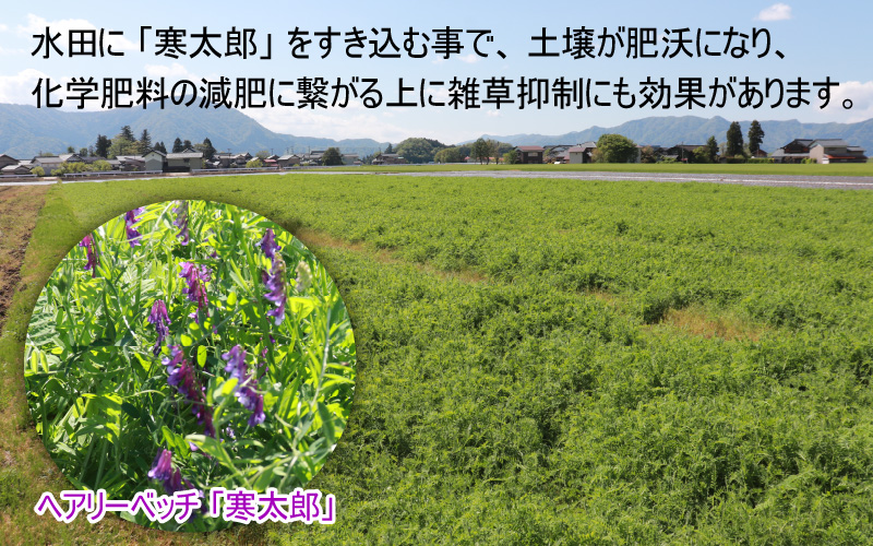 【先行予約】【令和7年産 新米】減農薬・減化学肥料の特別栽培コシヒカリ 玄米 5kg 農家直送 福井県大野市産