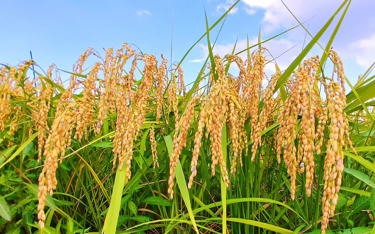 【先行予約】【3ヶ月定期便】【令和7年産 新米】福井県大野産コシヒカリ（白米）10kg（5kg×2袋）×３回　計30kg