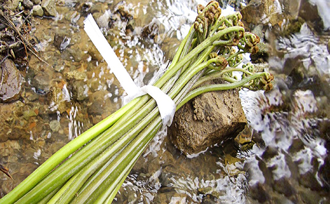 越前大野からお届け　新鮮山の幸　天然山菜セット(2人前）